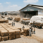 Early Cotton Arrivals Reach Record 527,900 BalesEarly Cotton Arrivals Reach Record 527,900 Bales