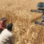Private Importers Oppose State-Led Wheat Procurement Scheme, Warning of Multi-Billion Rupee Losses