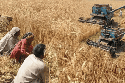 Private Importers Oppose State-Led Wheat Procurement Scheme, Warning of Multi-Billion Rupee Losses