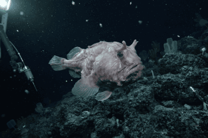 Rare ‘Devil Fish’ Sighting Offers New Clues About Deep-Sea Life