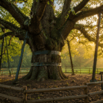 300-year-old oak gets specialized root protection to halt decline