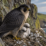 Hen Harrier Success: Rare Chicks Fledge in Secret UK Stronghold