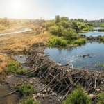 Beaver Dams Turn Tide Against Western Droughts