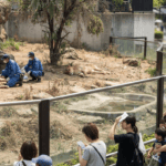 Three Lions Die at Tokyo Zoo Amid Record-Breaking Heatwave