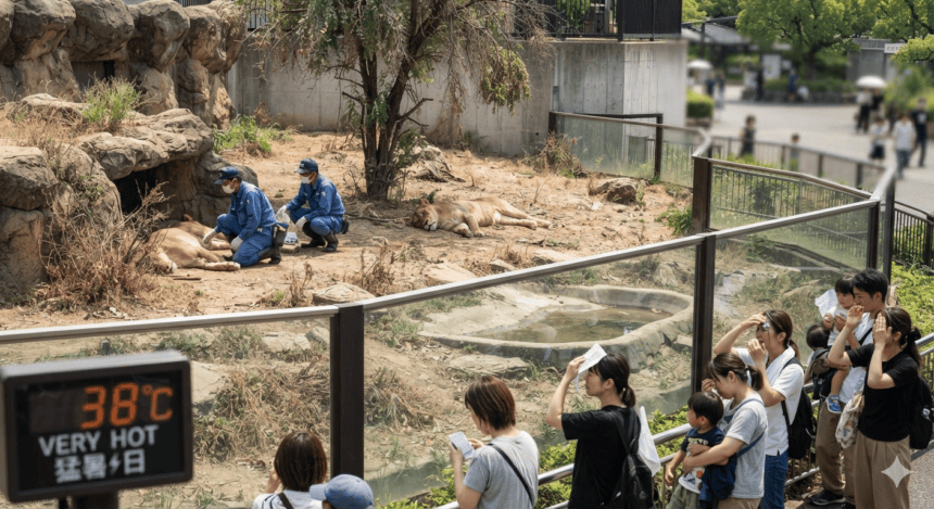Three Lions Die at Tokyo Zoo Amid Record-Breaking Heatwave