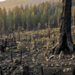 Centuries to recover: Why some wildfires leave permanent scars
