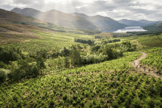 Government Pledges $50 Million Forest Fund After Two-Millionth Tree Milestone