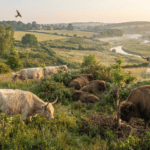 The Knepp Estate’s unconventional laborers: Why rare cattle are the future of rewilding