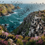 RSPB reports record-breaking chough numbers