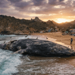 Massive Humpback Whale Carcass Washes Ashore on Mexican Beach