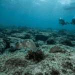 The Giant Cuttlefish Are Missing: Why South Australia’s Famous Mating Event Has Stalled