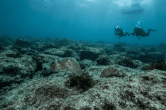 The Giant Cuttlefish Are Missing: Why South Australia’s Famous Mating Event Has Stalled