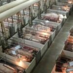 How Factory Farms Supercharge Harmful Bacteria