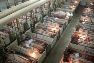 How Factory Farms Supercharge Harmful Bacteria