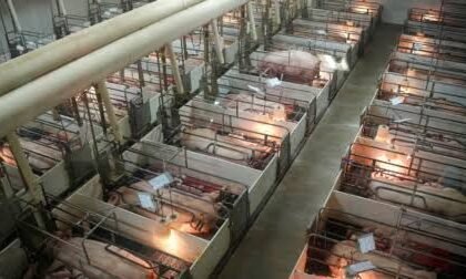 How Factory Farms Supercharge Harmful Bacteria