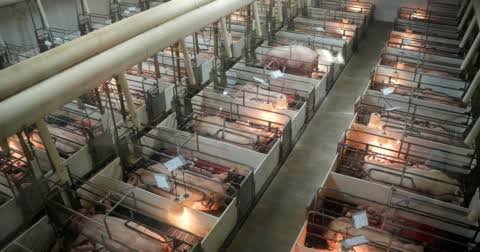How Factory Farms Supercharge Harmful Bacteria