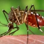 Rawalpindi Registers 1,670 FIRs Over Dengue SOP Violations