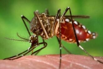 Rawalpindi Registers 1,670 FIRs Over Dengue SOP Violations