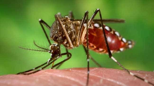 Rawalpindi Registers 1,670 FIRs Over Dengue SOP Violations