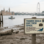 Keep your distance: Experts warn public to stay clear of Thames seals