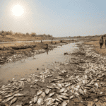 Thousands of dead fish wash ashore as Indonesia’s rivers dry up