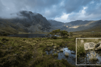 Rare species face extinction threat in Snowdonia National Park