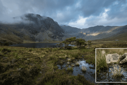 Rare species face extinction threat in Snowdonia National Park