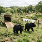 Rescued moon bears arrive at Suffolk forever home