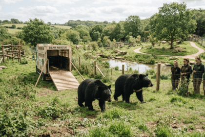 Rescued moon bears arrive at Suffolk forever home