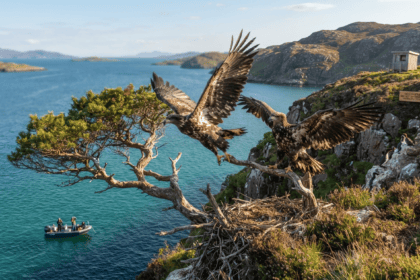 White-tailed eagle chicks fledge for fourth year