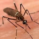 K-P Dengue Cases Reach 478 as Surveillance Intensifies