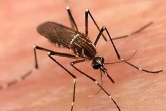 K-P Dengue Cases Reach 478 as Surveillance Intensifies