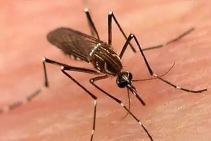 K-P Dengue Cases Reach 478 as Surveillance Intensifies