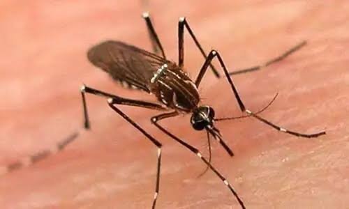 K-P Dengue Cases Reach 478 as Surveillance Intensifies