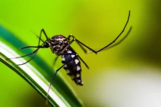 KP Records 98 Dengue Cases in One Week