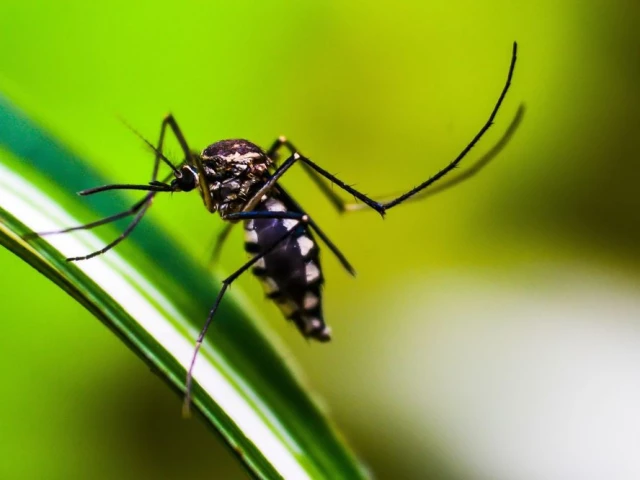 KP Records 98 Dengue Cases in One Week