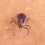 New Tick-Borne Virus Found in China
