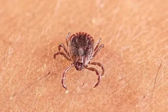 New Tick-Borne Virus Found in China