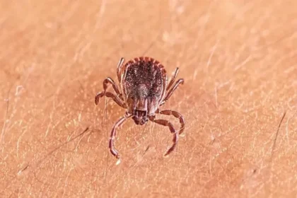 New Tick-Borne Virus Found in China