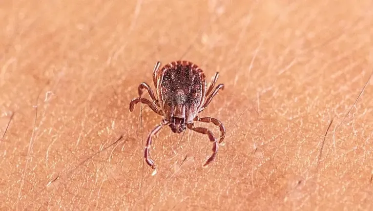 New Tick-Borne Virus Found in China