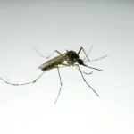 Nowshera Intensifies Chikungunya Prevention