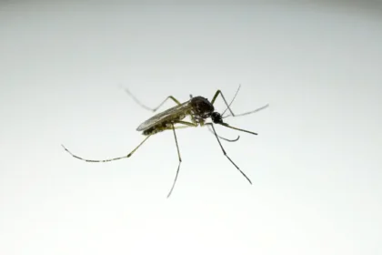 Nowshera Intensifies Chikungunya Prevention