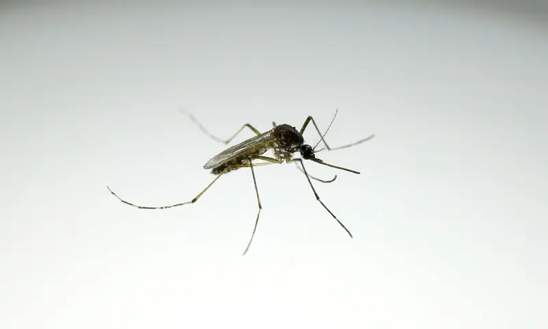 Nowshera Intensifies Chikungunya Prevention