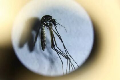 Pakistan Sees Record Rise in Dengue Cases