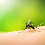 Six Dengue Cases Reported in Rawalpindi, No Deaths