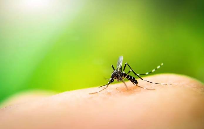 Six Dengue Cases Reported in Rawalpindi, No Deaths