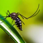 Rawalpindi Steps Up Dengue Drive, Recovers 124,000+ Larvae